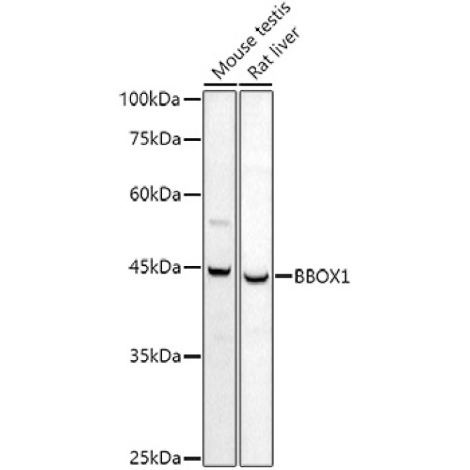 BBOX1 Rabbit Polyclonal Antibody