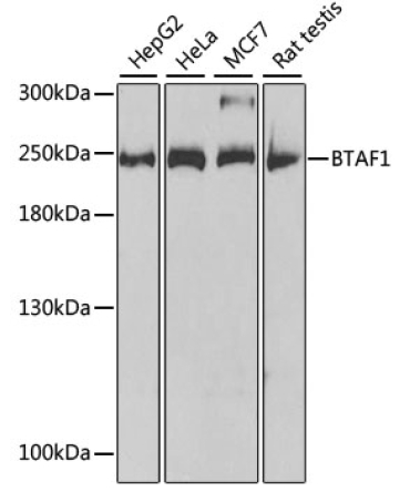 BTAF1 Rabbit Polyclonal Antibody