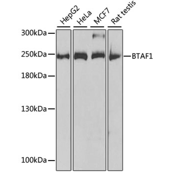 BTAF1 Rabbit Polyclonal Antibody