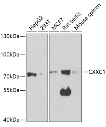 CXXC1 Rabbit Polyclonal Antibody