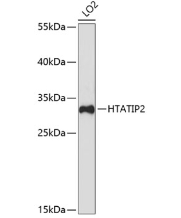 HTATIP2 Rabbit Polyclonal Antibody