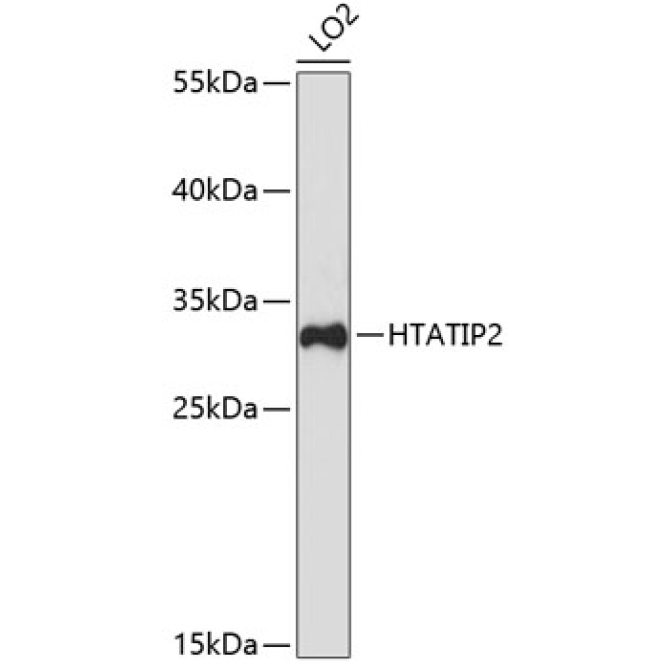 HTATIP2 Rabbit Polyclonal Antibody