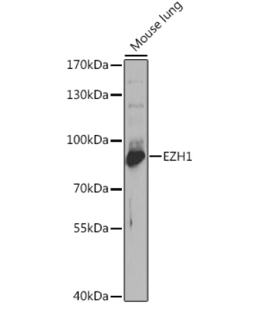 EZH1 Rabbit Polyclonal Antibody
