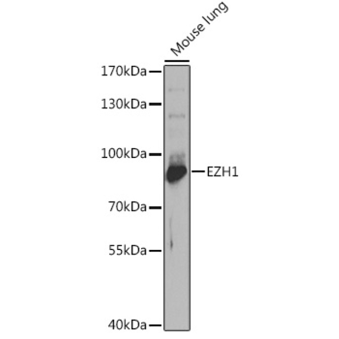 EZH1 Rabbit Polyclonal Antibody