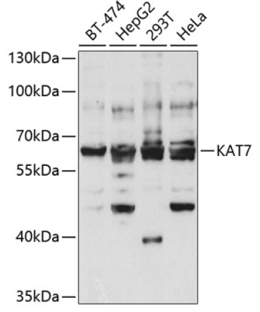 KAT7 Rabbit Polyclonal Antibody