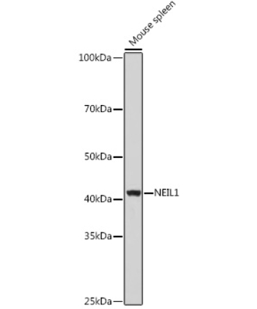 NEIL1 Rabbit Polyclonal Antibody