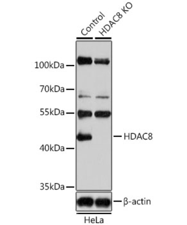 HDAC8 Rabbit Polyclonal Antibody [KO Validated]