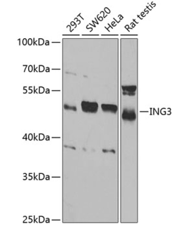 ING3 Rabbit Polyclonal Antibody