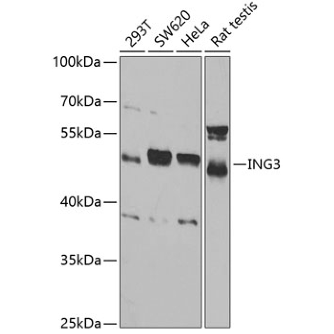ING3 Rabbit Polyclonal Antibody