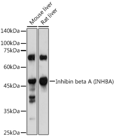 Inhibin beta A (INHBA) Rabbit Polyclonal Antibody