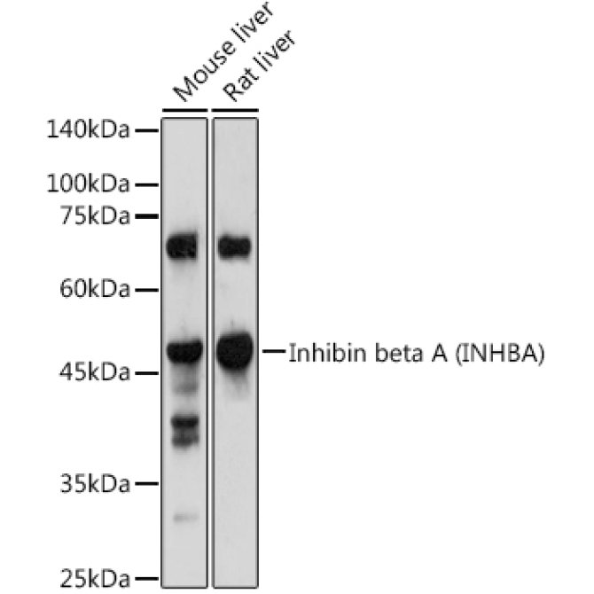 Inhibin beta A (INHBA) Rabbit Polyclonal Antibody
