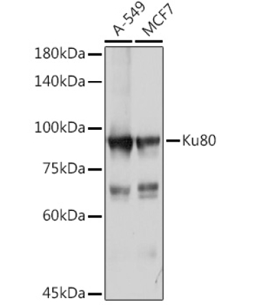 Ku80 Rabbit Polyclonal Antibody