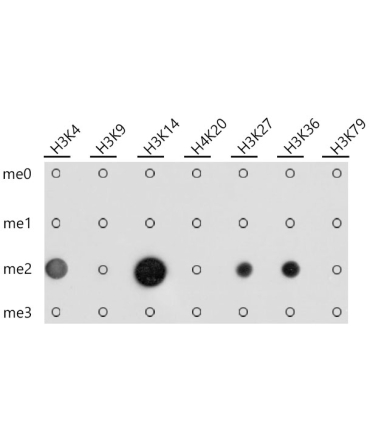 Pan DiMethyl-lysine Rabbit Polyclonal Antibody