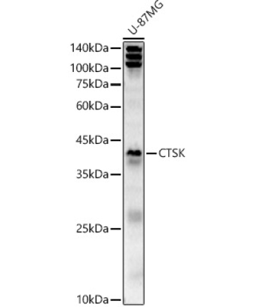 CTSK Rabbit Polyclonal Antibody