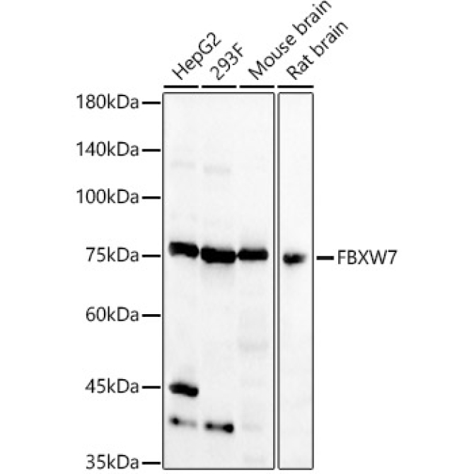 FBXW7 Rabbit Polyclonal Antibody