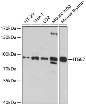 ITGB7 Rabbit Polyclonal Antibody