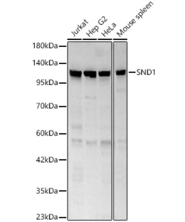 SND1 Rabbit Polyclonal Antibody [KO Validated]