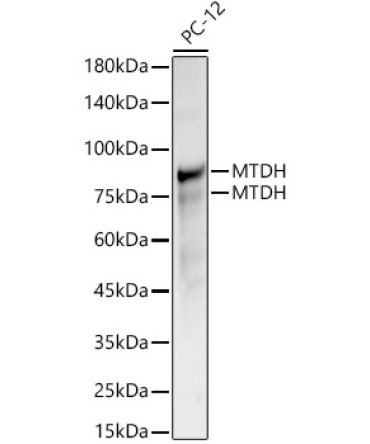 MTDH Rabbit Polyclonal Antibody