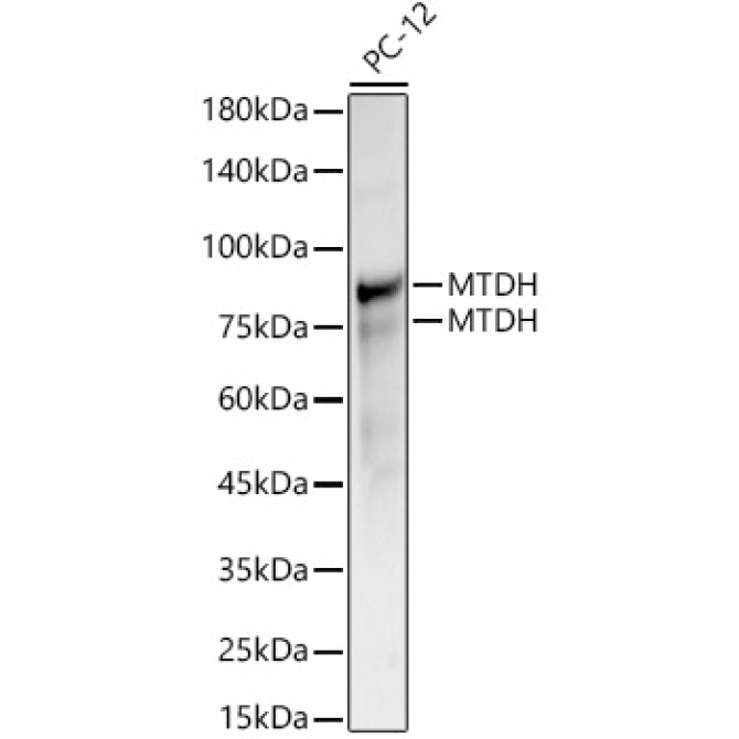 MTDH Rabbit Polyclonal Antibody