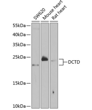 DCTD Rabbit Polyclonal Antibody
