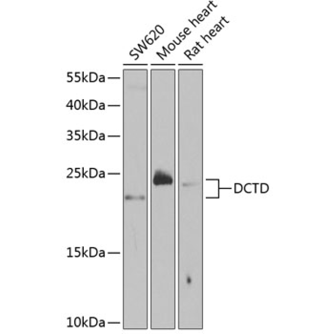 DCTD Rabbit Polyclonal Antibody
