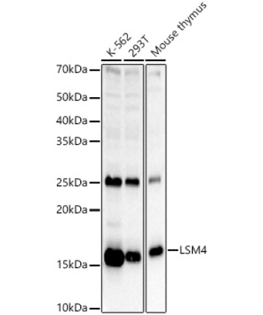LSM4 Rabbit Polyclonal Antibody