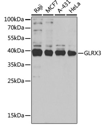 GLRX3 Rabbit Polyclonal Antibody