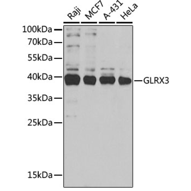 GLRX3 Rabbit Polyclonal Antibody