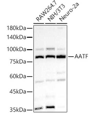 AATF Rabbit Polyclonal Antibody