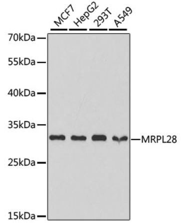 MRPL28 Rabbit Polyclonal Antibody