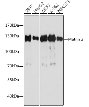 Matrin 3 Rabbit Polyclonal Antibody