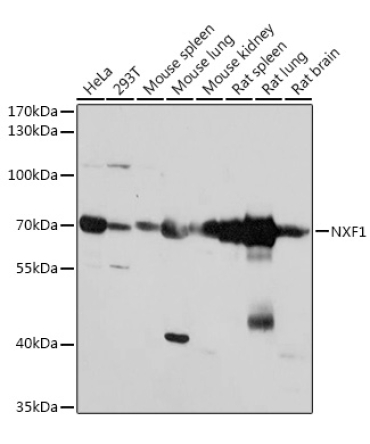 NXF1 Rabbit Polyclonal Antibody