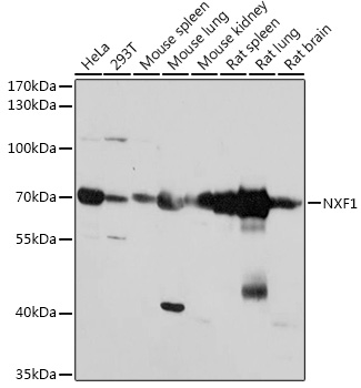 NXF1 Rabbit Polyclonal Antibody