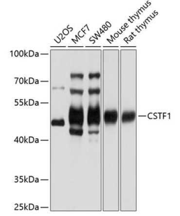 CSTF1 Rabbit Polyclonal Antibody
