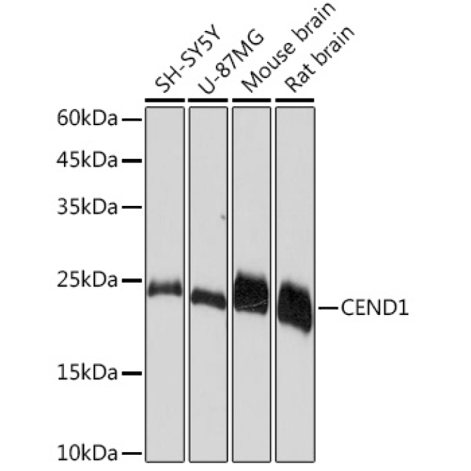 CEND1 Rabbit Monoclonal Antibody