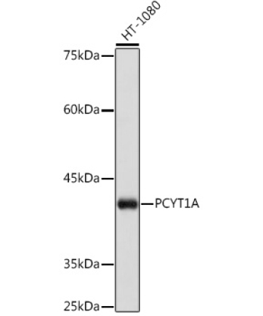 PCYT1A Rabbit Monoclonal Antibody