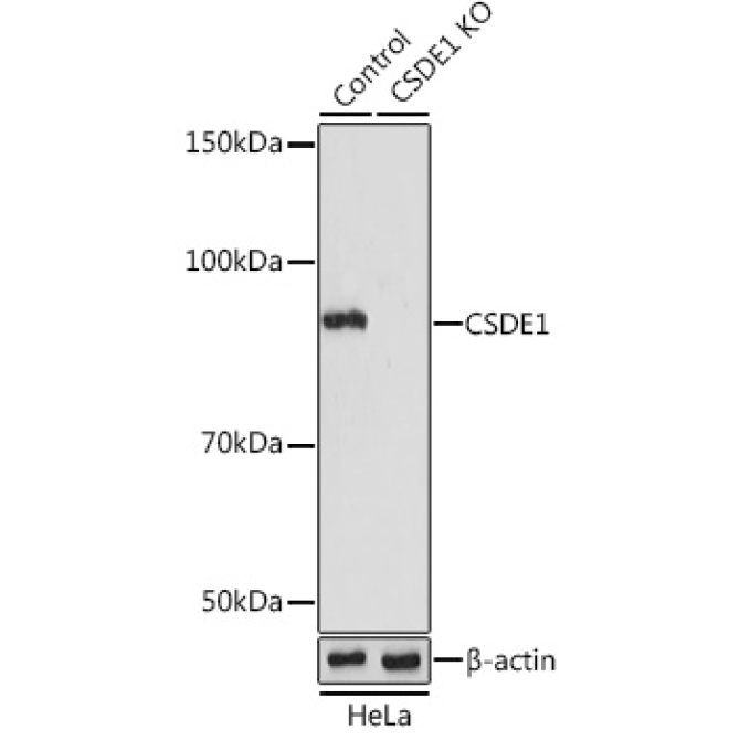 CSDE1 Rabbit Polyclonal Antibody [KO Validated]