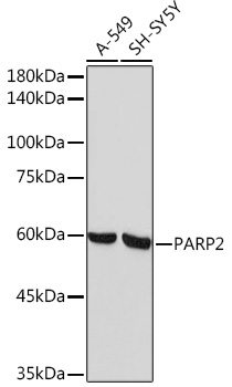 PARP2 Rabbit Monoclonal Antibody
