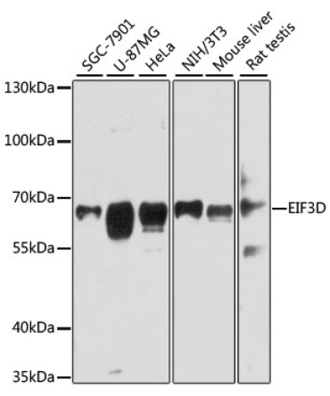 EIF3D Rabbit Polyclonal Antibody
