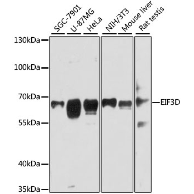 EIF3D Rabbit Polyclonal Antibody