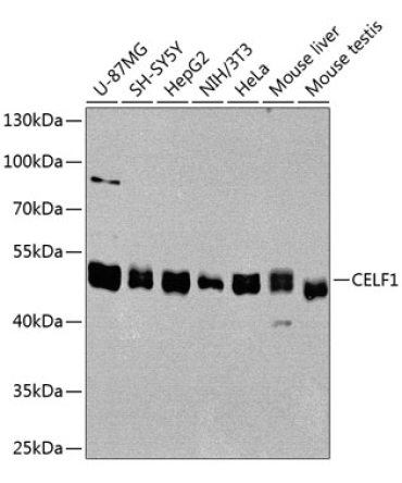 CELF1 Rabbit Polyclonal Antibody