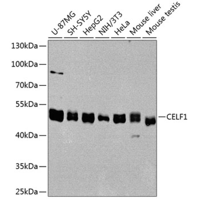 CELF1 Rabbit Polyclonal Antibody