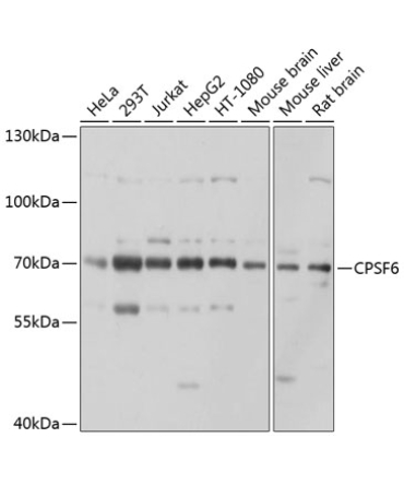 CPSF6 Rabbit Polyclonal Antibody