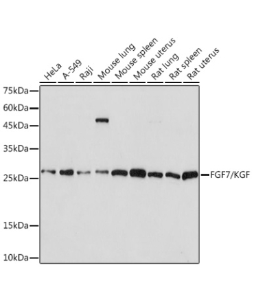 FGF7/KGF Rabbit Monoclonal Antibody
