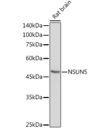 NSUN5 Rabbit Polyclonal Antibody