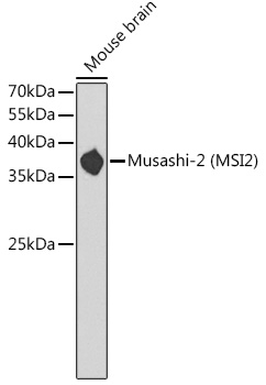 Musashi-2 (MSI2) Rabbit Polyclonal Antibody