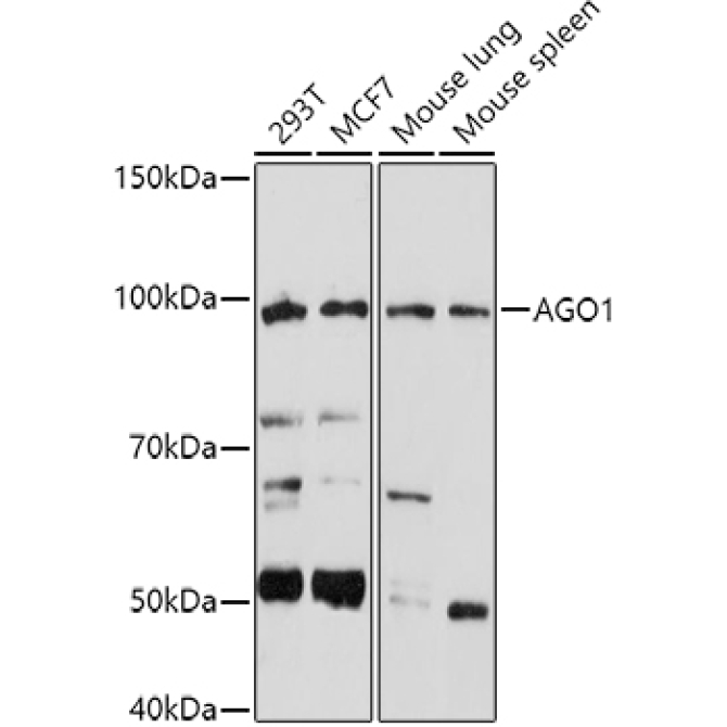 AGO1 Rabbit Polyclonal Antibody