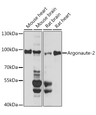 Argonaute-2 Rabbit Polyclonal Antibody