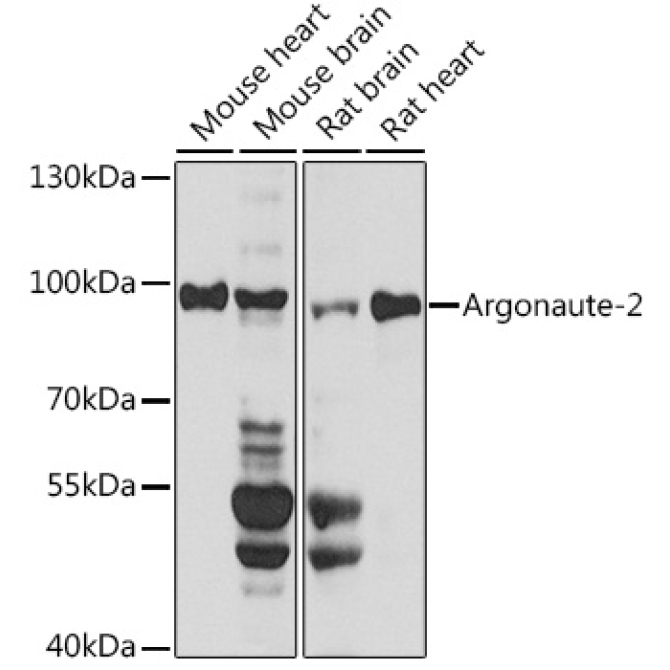 Argonaute-2 Rabbit Polyclonal Antibody