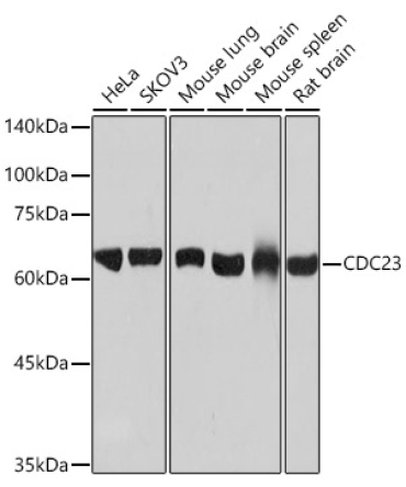 CDC23 Rabbit Monoclonal Antibody